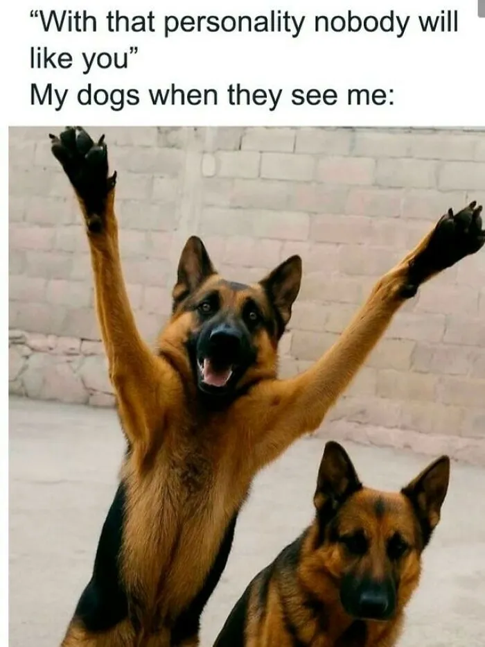 German Shepherd dog memes depicting an excited dog raising both paws up in pure joy.