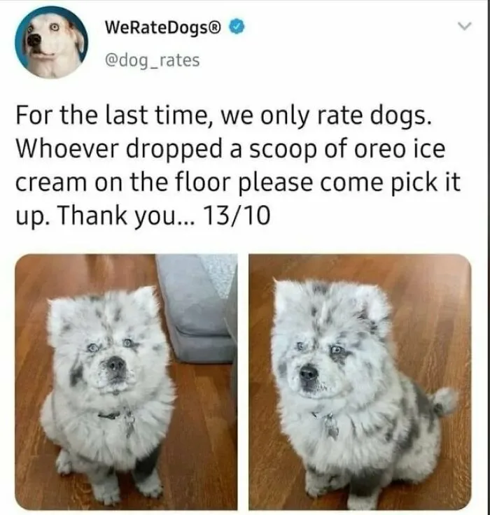 Cute dog memes tweet showing a fluffy spotted puppy that looks like a scoop of cookies and cream ice cream.