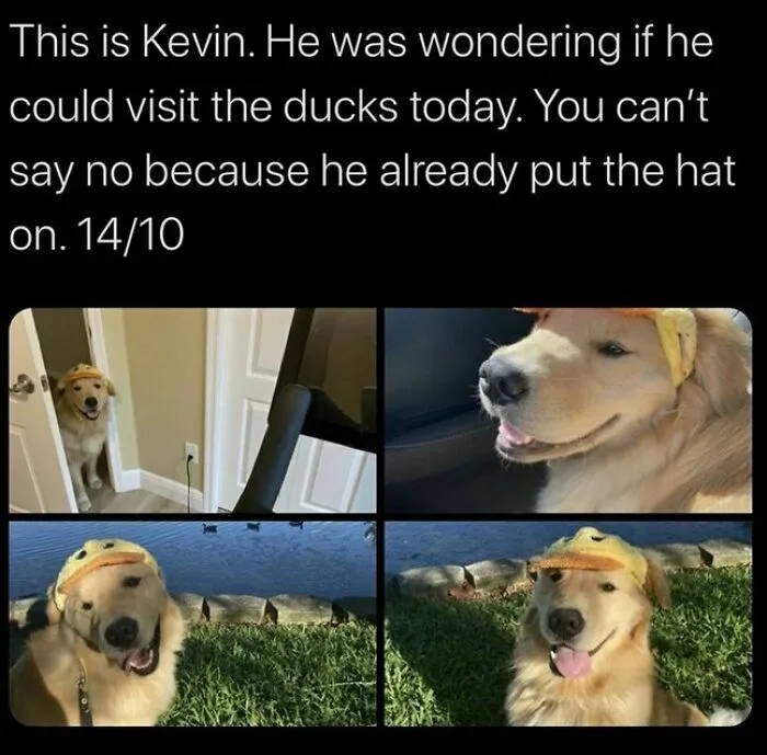 Cute dog memes photo collage of a golden retriever named Kevin wearing a duck hat to visit the ducks.