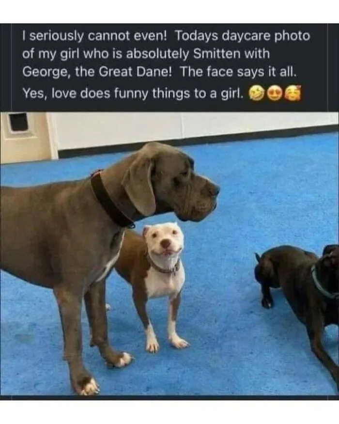 Cute brown dog smiling while looking up at a Great Dane in a dog meme about daycare.