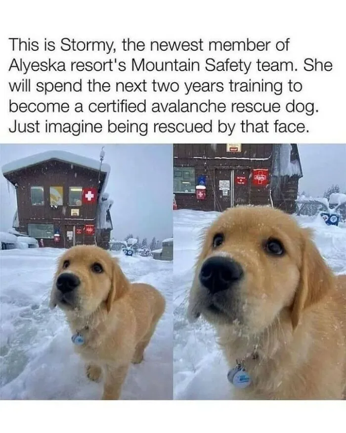 Wholesome dog memes feature showing Stormy, a fluffy golden retriever puppy training as an avalanche rescue dog.