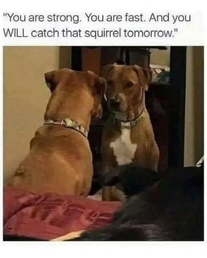 Dog memes showing a pit bull looking into a mirror for a daily motivational pep talk.