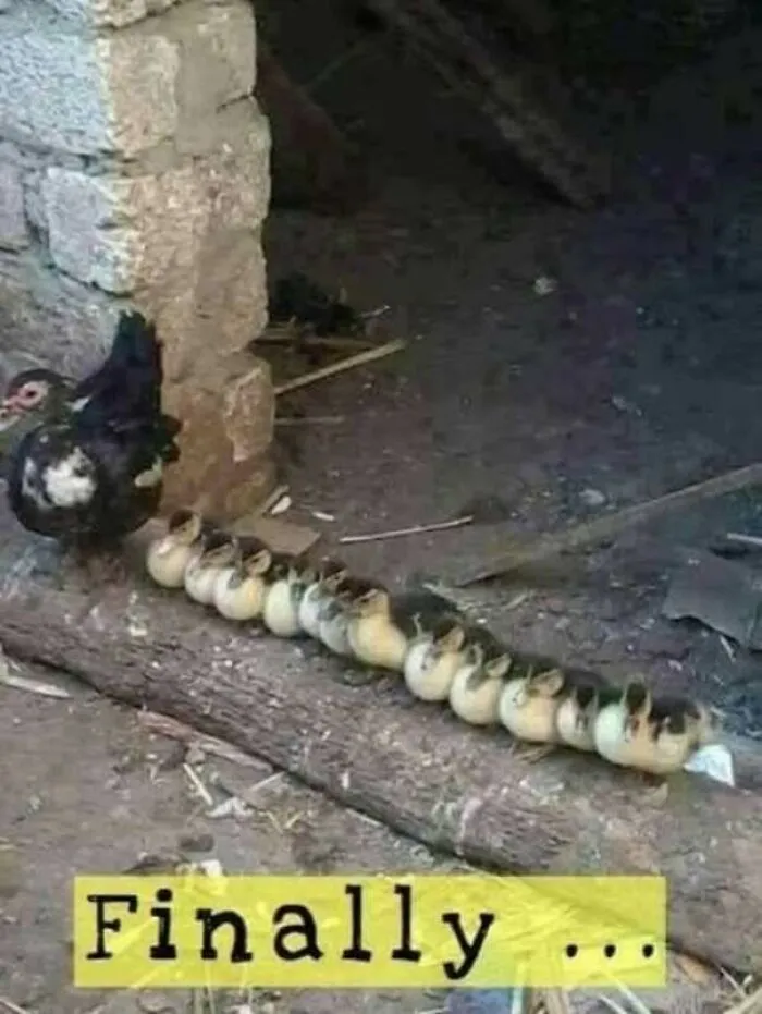 Wholesome memes featuring a mother duck leading her long line of ducklings in a row.
