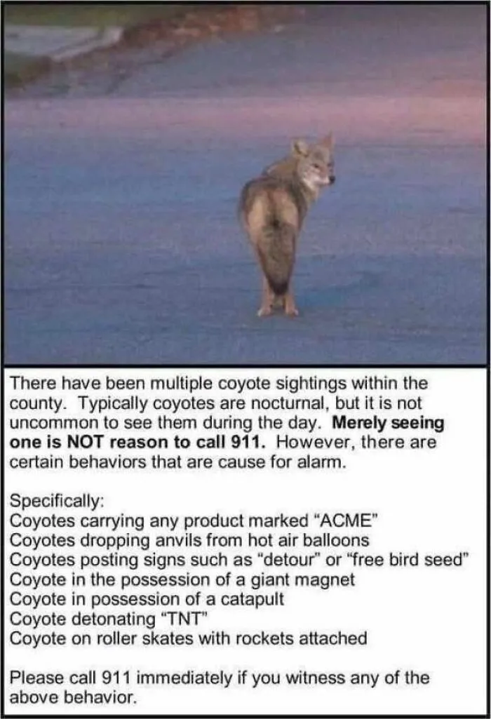 Wholesome memes about coyote sightings warning of cartoon Wile E. Coyote behaviors