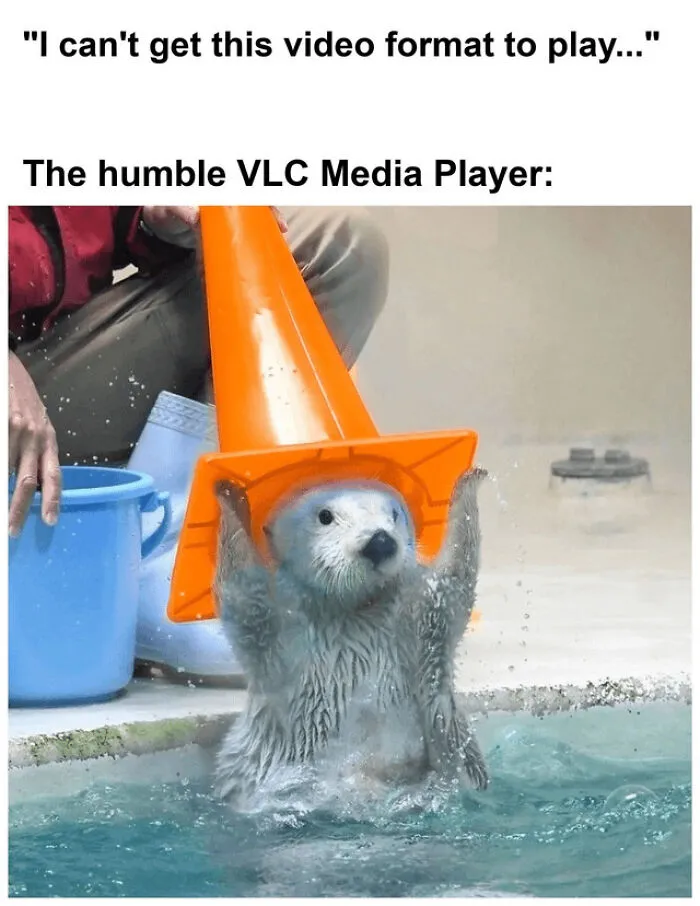 An otter wearing a traffic cone representing VLC Media Player in a meme breakdown post