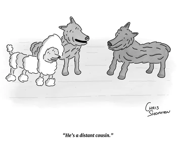 A humorous single-panel comic by Chris Shorten depicting a fancy poodle meeting a wolf.