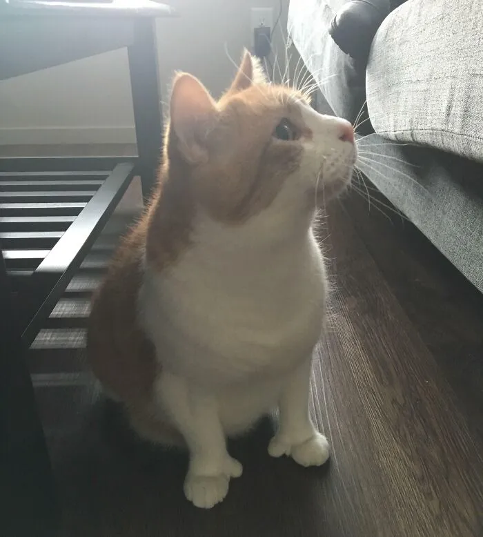 Curious cat sitting indoors glitch in the matrix