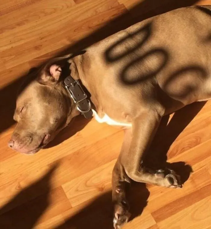 Dog sleeping with shadow spelling DOG on its body glitch