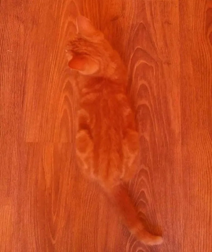Orange cat blending in with wooden floor pattern creating camouflage effect