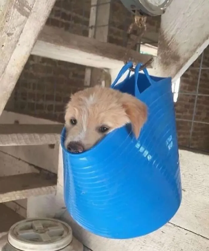 A cute puppy hanging inside a blue bucket scale, representing wholesome moments of animal care.