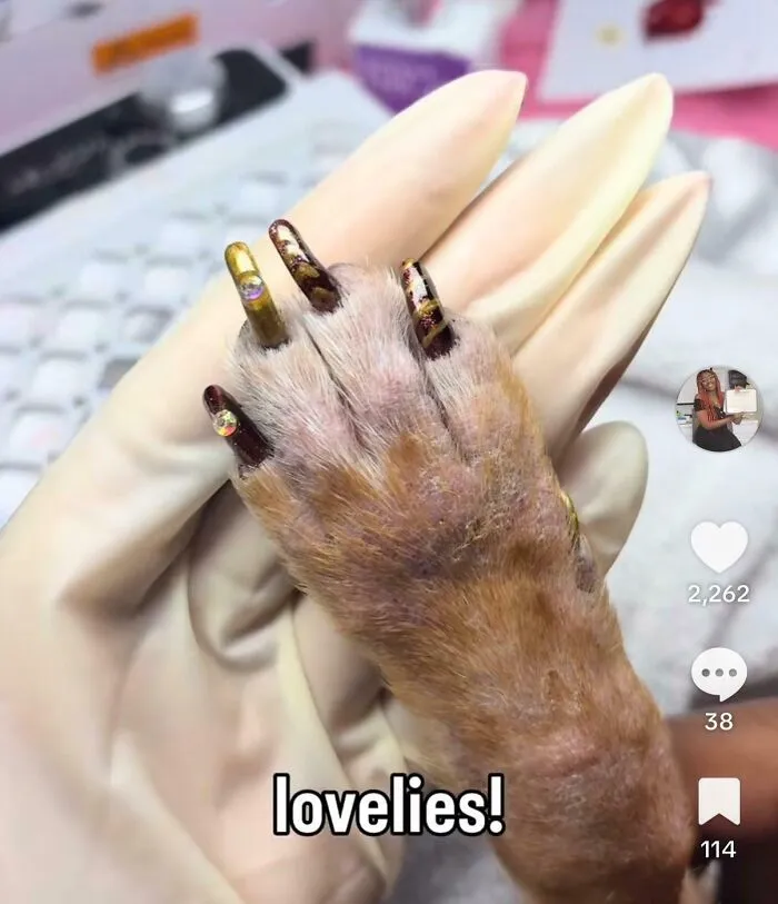 Groomer showing dog paw with long fake nails as influencers content