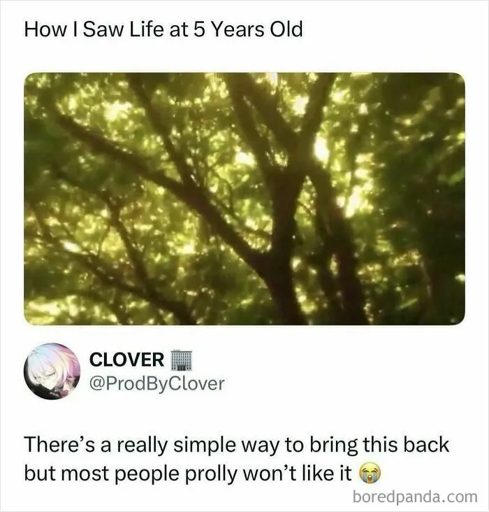Sunlight filtering through green trees in a post featured in complex memes breakdown.