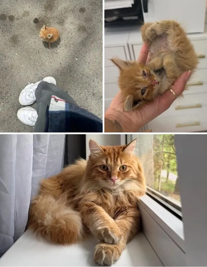 Collage showing the growth of a tiny rescue orange kitten into a healthy adult, one of the most wholesome moments.