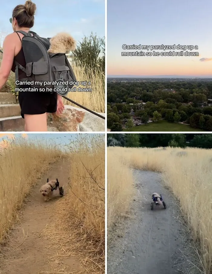 Woman carrying paralyzed dog in backpack to let him roll downhill, creating wholesome moments
