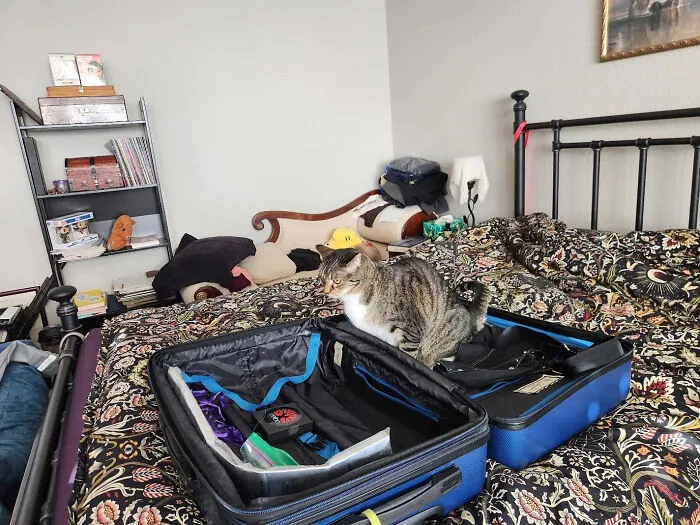 A tabby cat sitting inside an open suitcase on a bed during a hilarious cat crime.