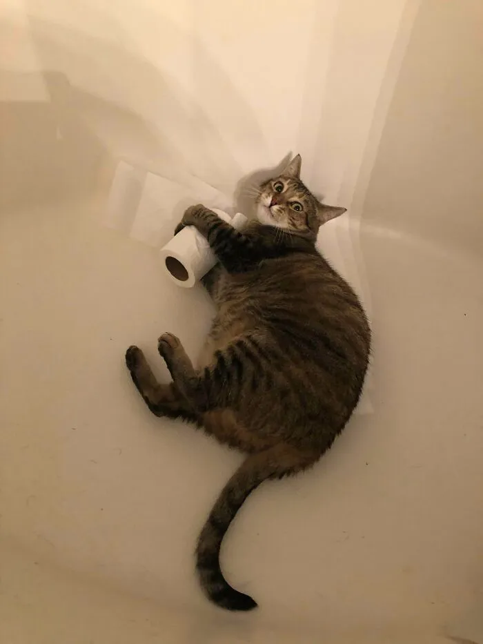 A tabby cat holding a toilet paper roll inside a bathtub showing hilarious cat crimes.