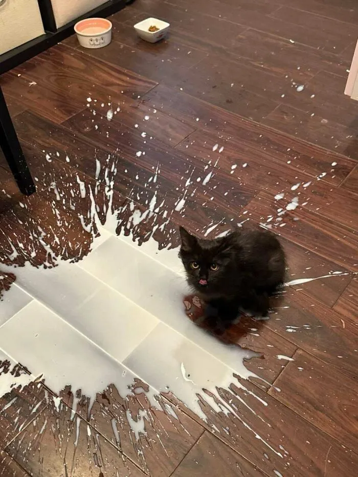 A black kitten amidst spilled milk on the floor, an example of hilarious cat crimes.