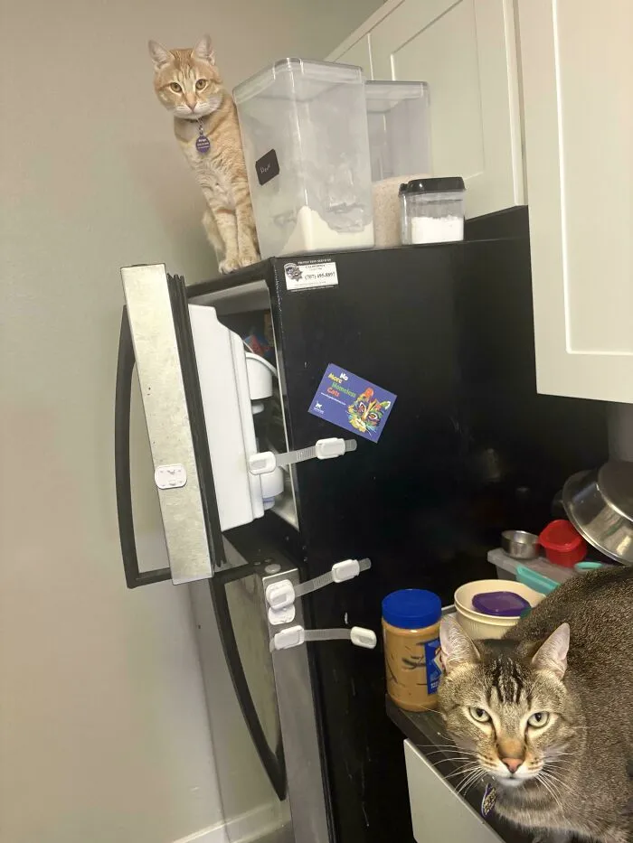 Ginger cat sitting atop an open refrigerator beside a tabby cat in a photo showcasing hilarious cat crimes.