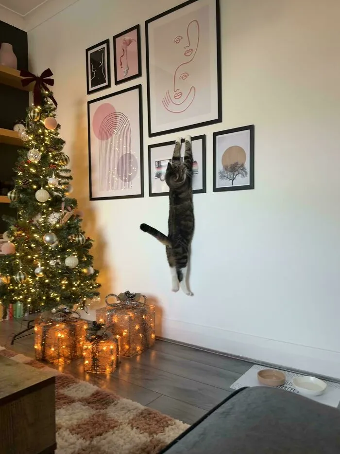 Hilarious cat crimes captured with a cat hanging from a picture frame near a Christmas tree.