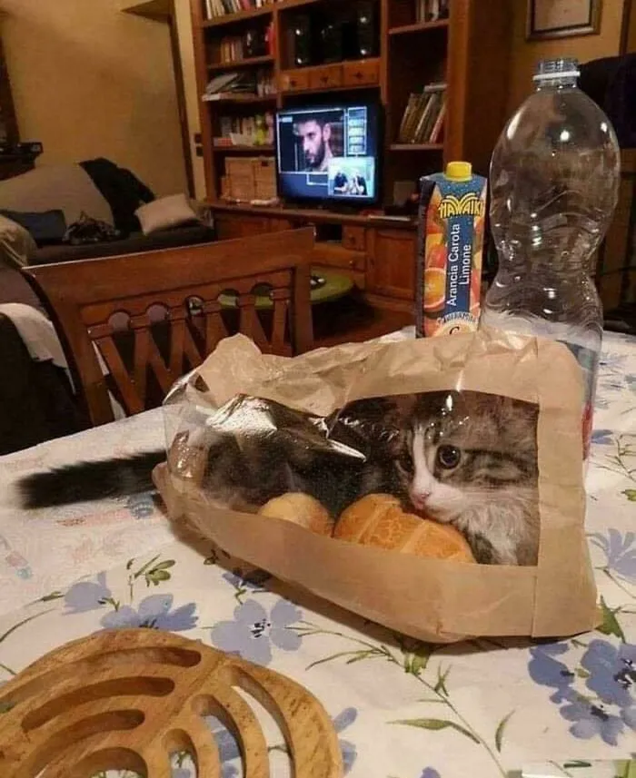 Hilarious cat crimes featuring a curious kitten sitting inside a paper bread bag.