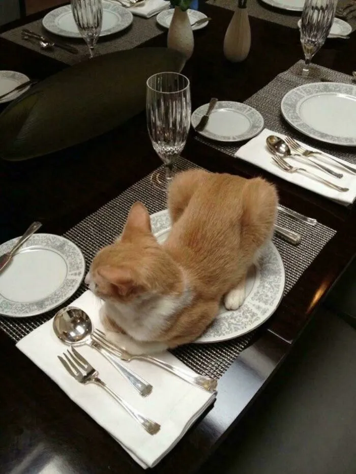 Orange cat lying inside a ceramic dinner plate as part of funny cat crimes.