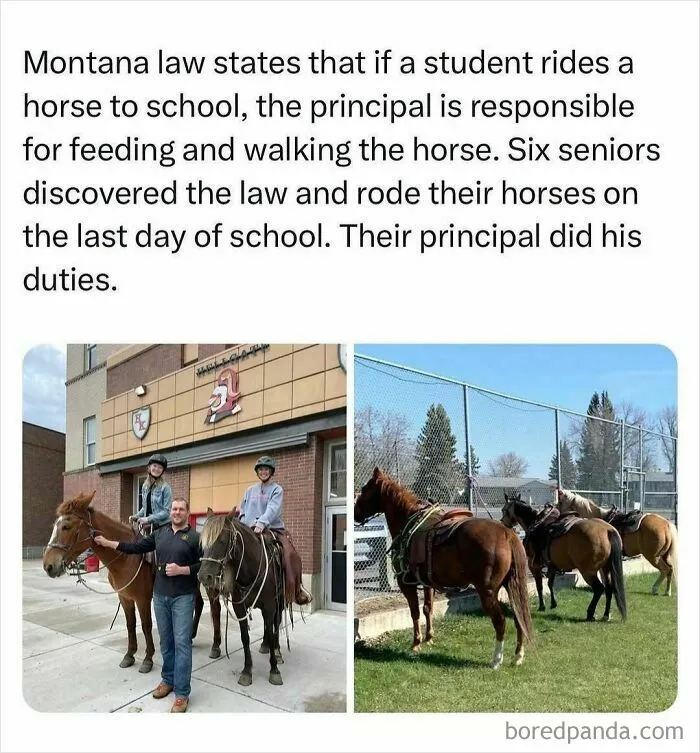 A principal tending to horses outside a school, creating one of the wholesome moments on the internet.