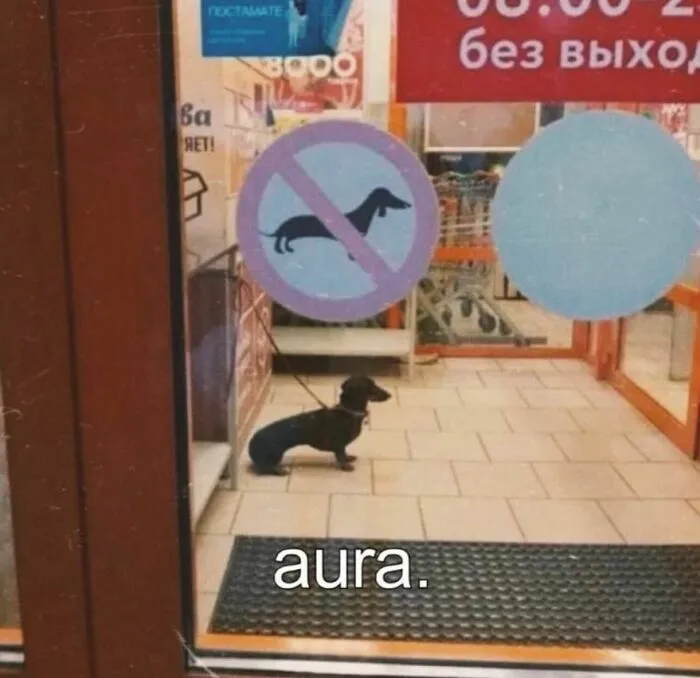 Relatable memes featuring a dachshund dog standing inside a shop under a no-dogs sign with the text aura.
