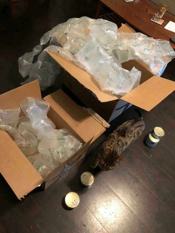 Massive cardboard boxes filled with plastic air pillows next to a cat showing bad packaging fails.