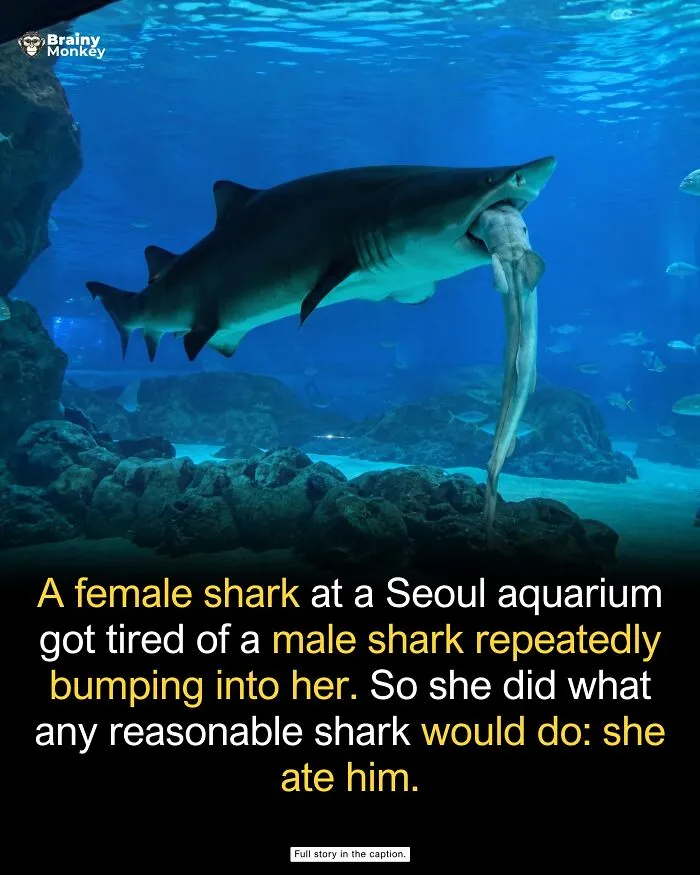 Large female shark eating a smaller shark in a Seoul aquarium, sharing wholesome facts.