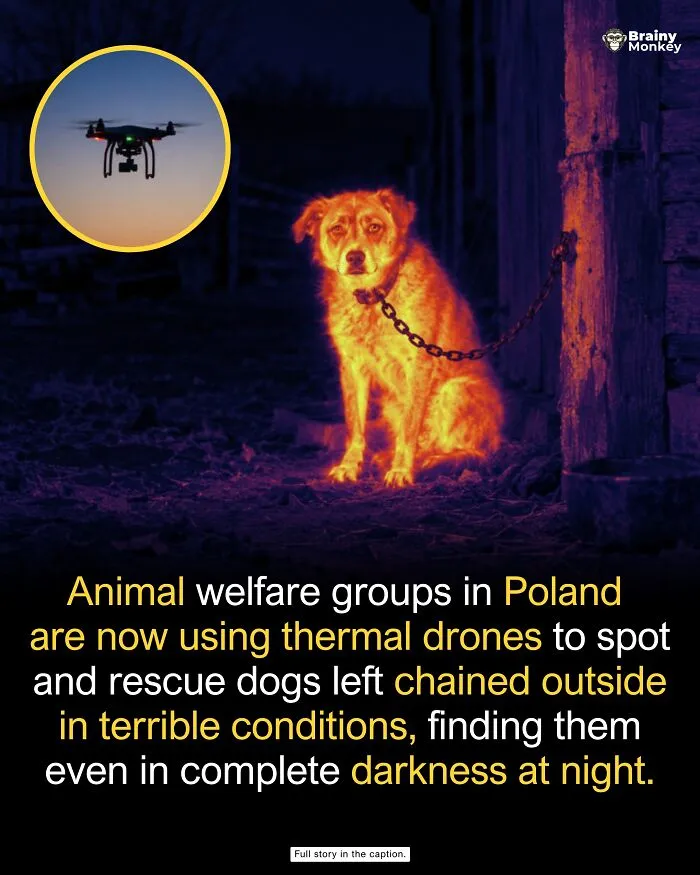 Thermal drone imaging depicting a chained dog rescued at night in Poland, representing wholesome facts.