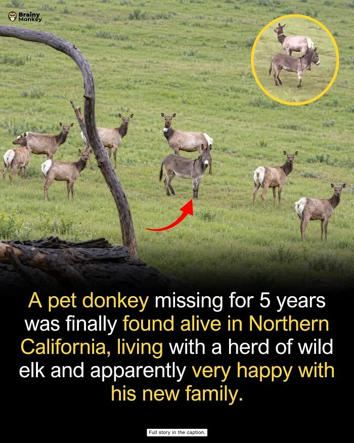 A missing pet donkey living among a herd of wild elk in a grassy field, sharing wholesome facts.