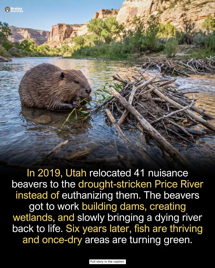 Beaver chewing on twigs in a river, illustrating wholesome facts about nature restoration efforts.