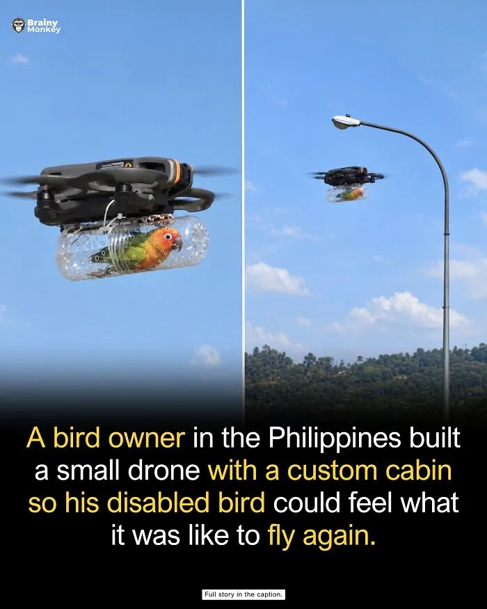 Small drone flying a disabled parrot in a plastic tube cabin, representing wholesome facts about animal care.