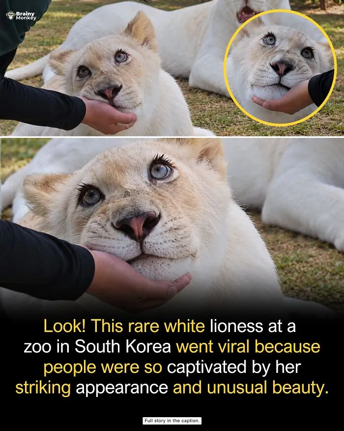 Close-up of a beautiful white lioness resting her chin on a hand, featured in a collection of wholesome facts.