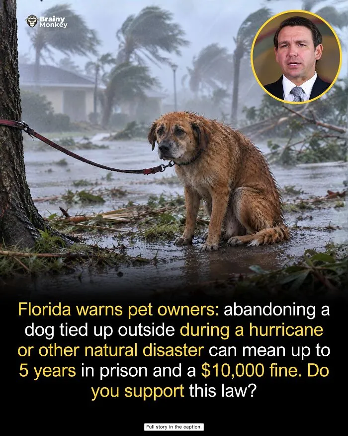 Sad dog tied to a tree during storm with news about pet laws as wholesome facts