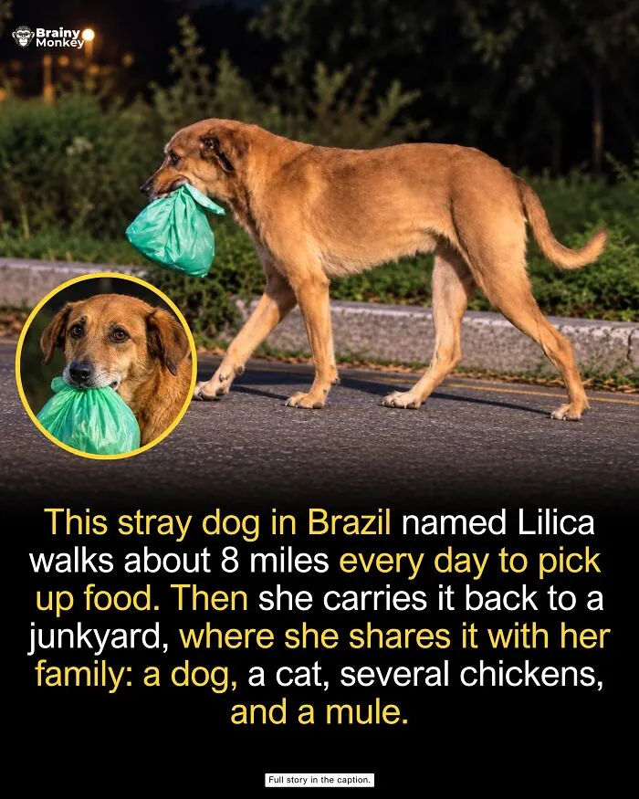 Stray dog carrying a bag of food in its mouth, showcasing wholesome facts of animal kindness.