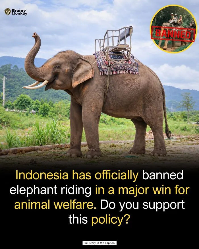 Elephant standing outdoors with a saddle, highlighting wholesome facts regarding animal welfare improvements.