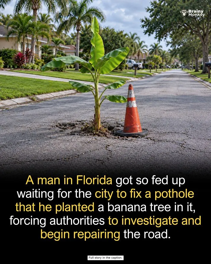 A banana tree planted in a street pothole, illustrating one of many wholesome facts about creative problem solving.
