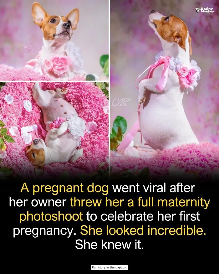 Pregnant dog posing gracefully in a pink floral maternity photoshoot, showcasing wholesome facts.