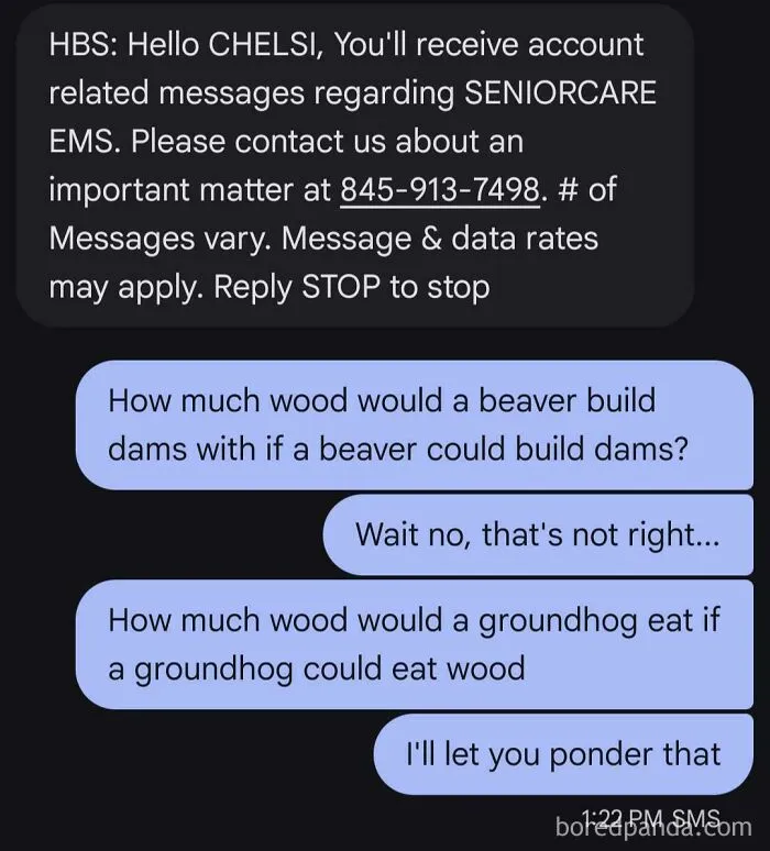 Screenshot of a funny text reply to an automated spam message about groundhogs and beaver dams.