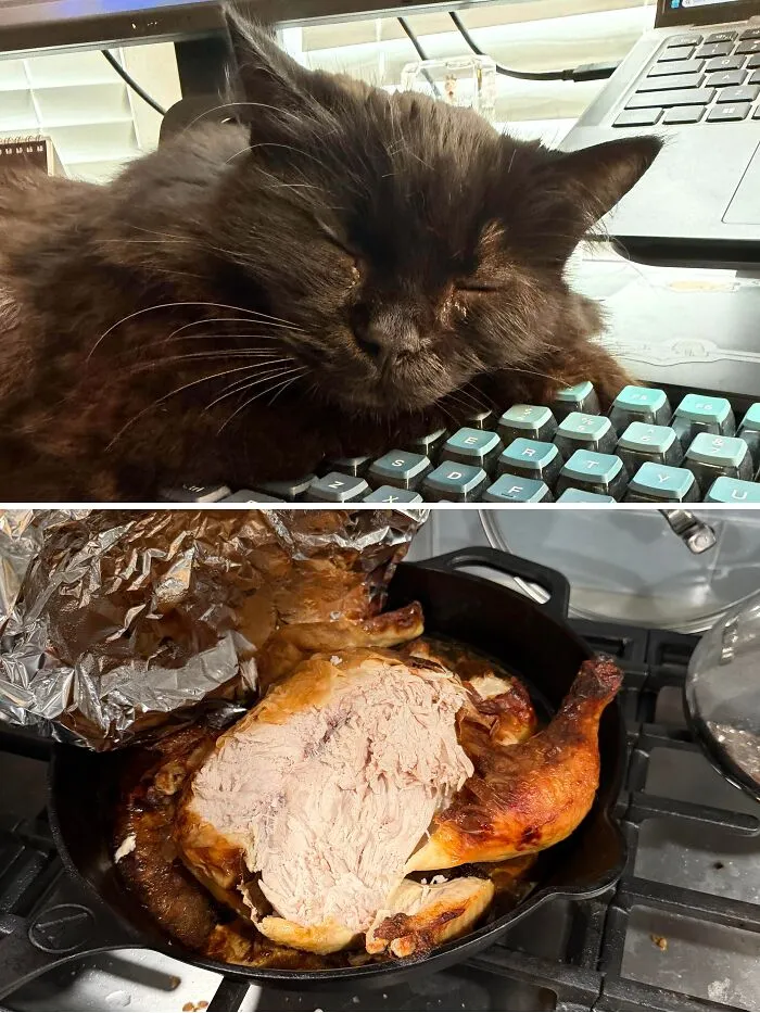 A black cat sleeping on a computer keyboard near a roasted chicken, illustrating funny cat crimes.