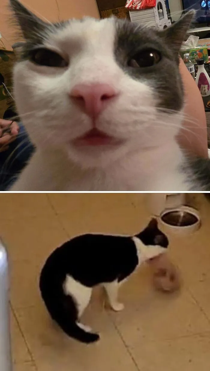A close-up of a mischievous cat committing funny cat crimes in the house.
