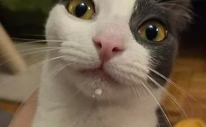 80 Times Cats Were Photographed Before, During, Or After Their Latest Crimes