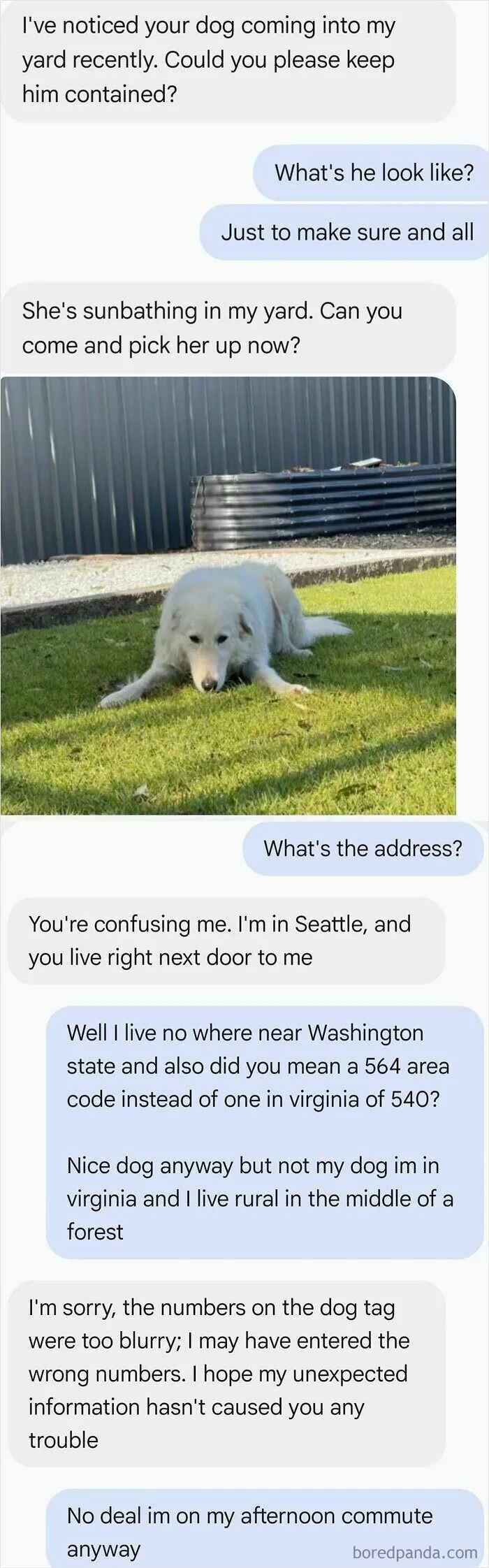 Wrong number texts regarding a white dog lying in a green lawn.