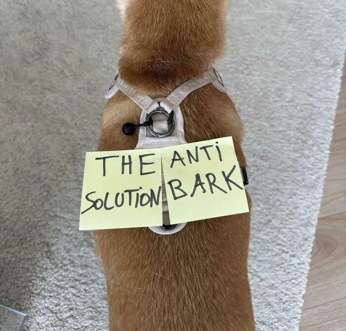 A dog with notes taped to its back forming a funny example of terribly designed signs.