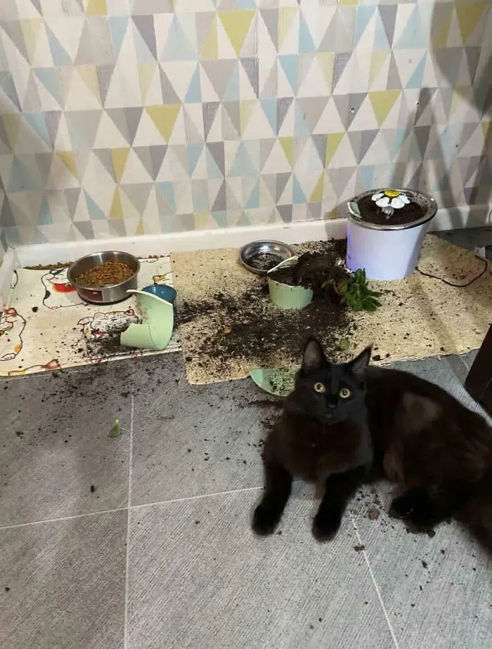 A black cat sitting next to a knocked-over plant pot in a hilarious cat crime mess.
