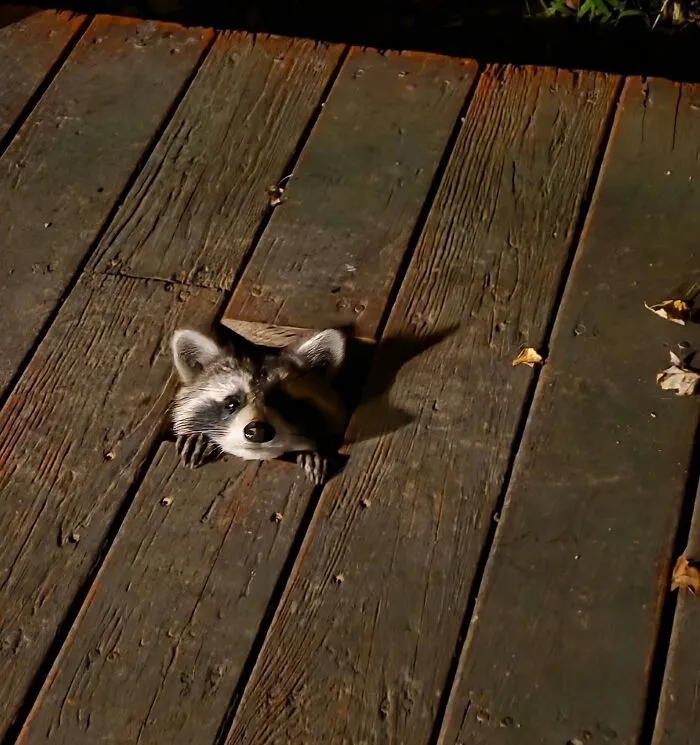 A curious raccoon poking its head through a gap in a wooden deck, featured in a rescue raccoon story.