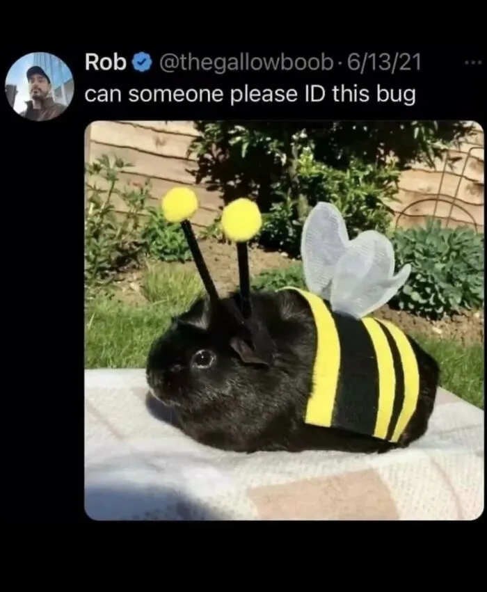 Guinea pig dressed up in a bee costume for funny weird animal memes
