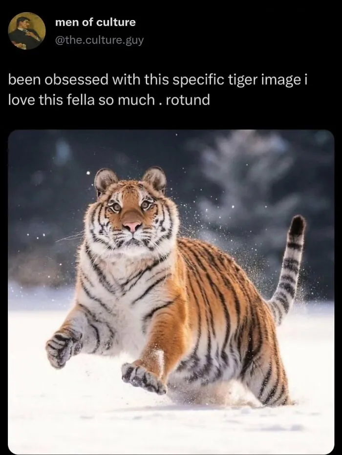 Chubby tiger running through snow in funny weird animal memes