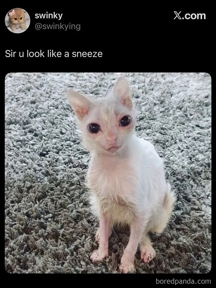 Funny weird animal memes post featuring a thin, hairless cat with large dark eyes sitting on a carpet